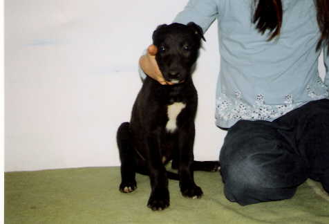 Xerxes